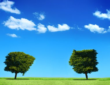 veld en twee bomen