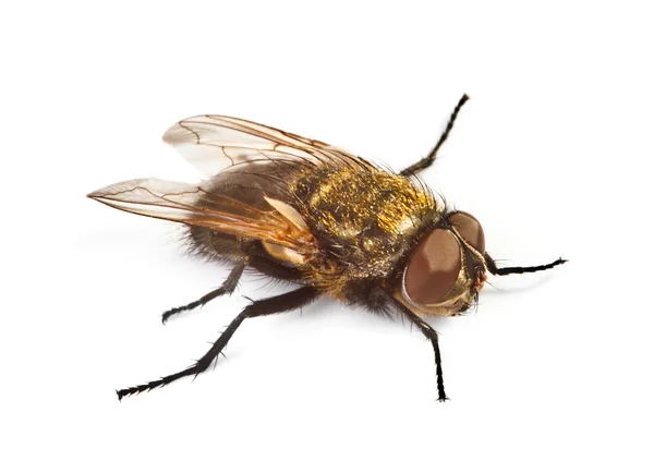 Home fly on white — Stock Photo, Image