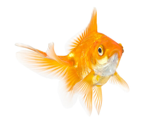 Closeup of a goldfish isolated on white background