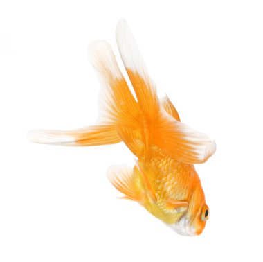 Closeup of a goldfish isolated on white background clipart