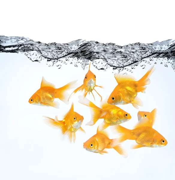 Large Group Goldfish Water Isolated White Background — Stock Photo, Image