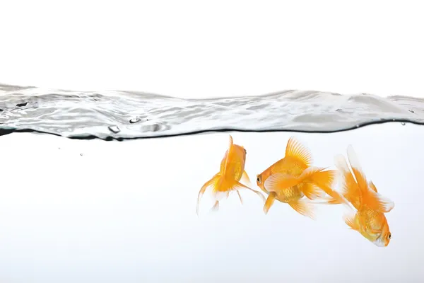 Small group of goldfish — Stock Photo, Image
