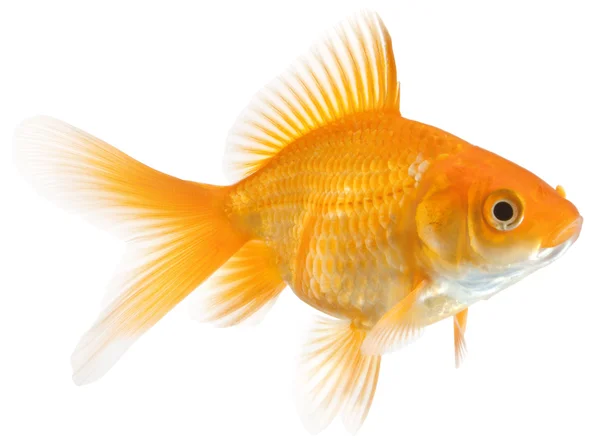Peixe dourado único — Fotografia de Stock
