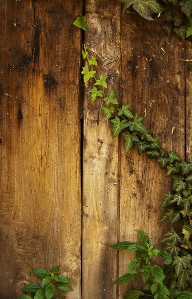 Ivy on wood — Stock Photo, Image