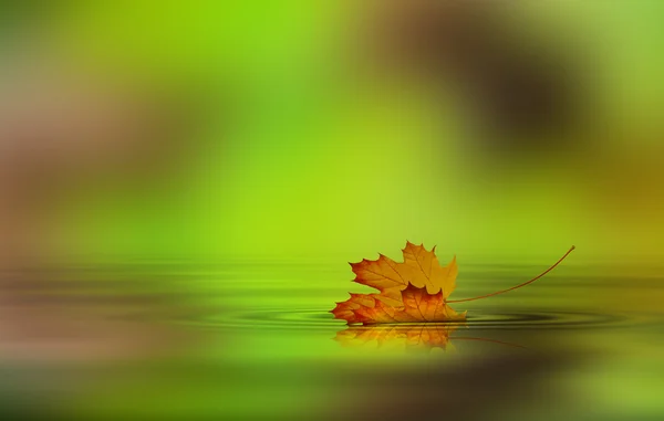 Leaf fallen on the water — Stock Photo, Image