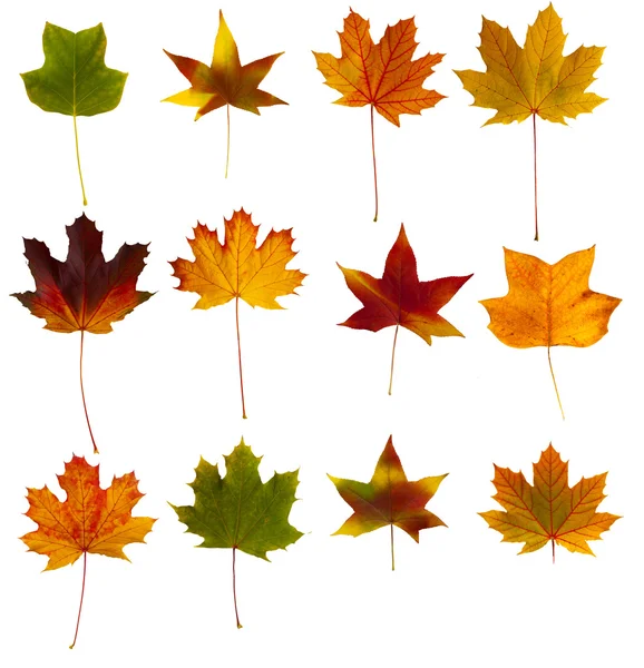 Colección de hojas coloridas —  Fotos de Stock