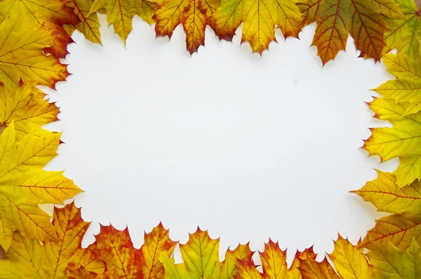 Leaves frame — Stock Photo, Image