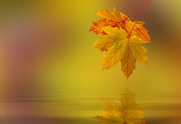 Gevallen bladeren op het water — Stockfoto