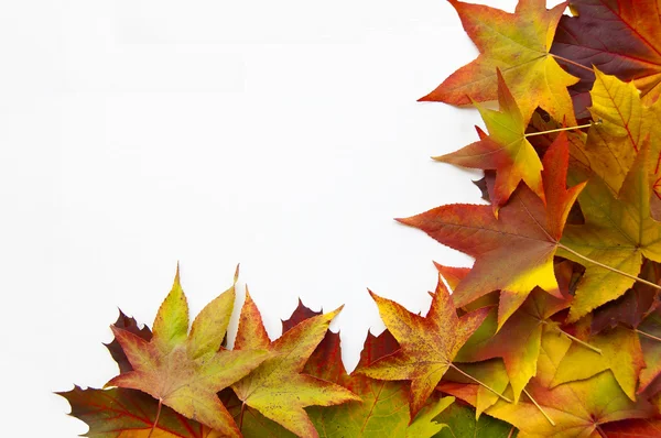 나뭇잎 프레임 — 스톡 사진