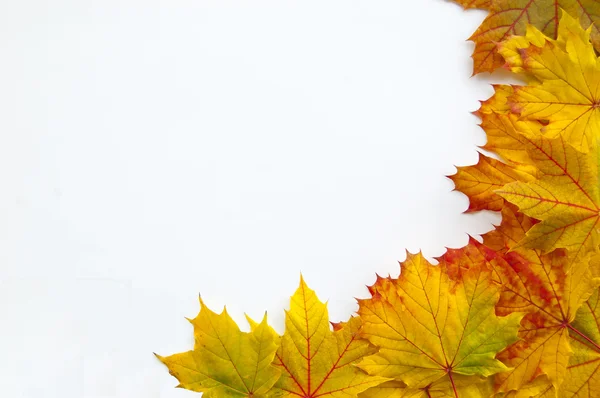 Leaves frame — Stock Photo, Image