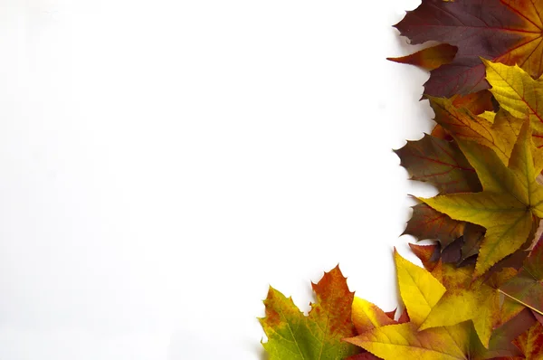 Рамка для листьев — стоковое фото