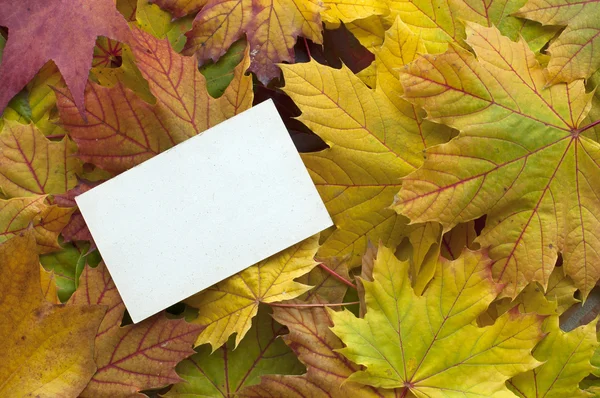Papier sur fond de feuilles — Photo