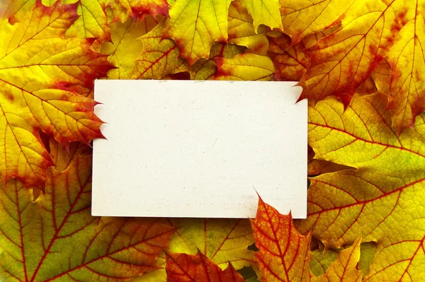 Papier op een achtergrond van bladeren — Stockfoto
