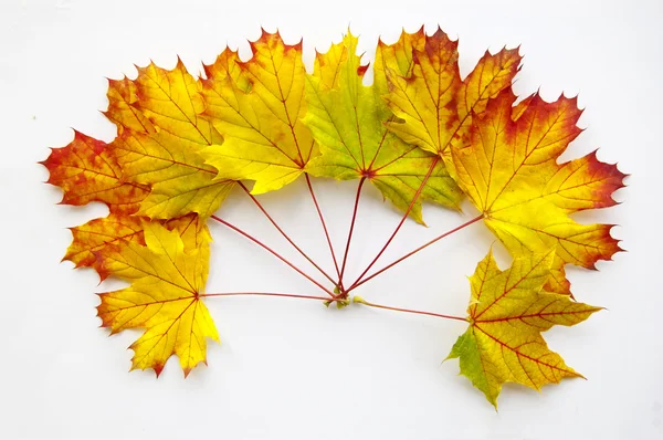 Circlead leaves — Stock Photo, Image