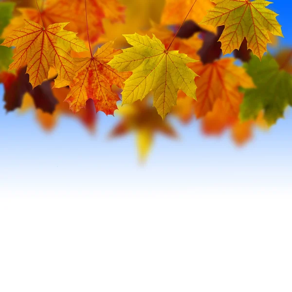 Leaves fallen in the sky — Stock Photo, Image