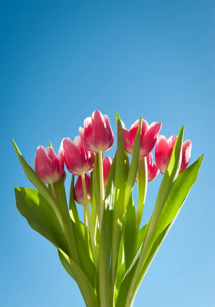 Тюльпаны весной с голубым небом — стоковое фото