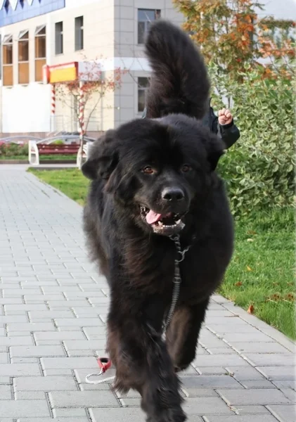 Μαύρο newfoundland το σκυλί για μια βόλτα — Φωτογραφία Αρχείου