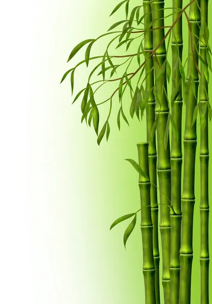 Бамбуковий гай, фон — стокове фото