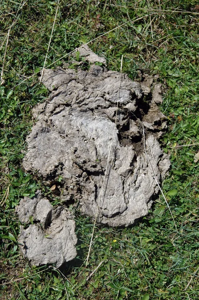 Dried Cow Pat Meadow — Stock Photo, Image