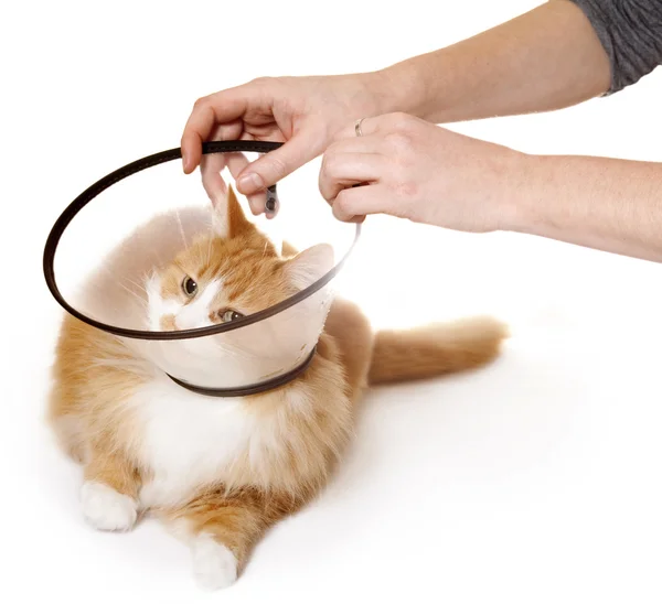 Gato com Cone — Fotografia de Stock