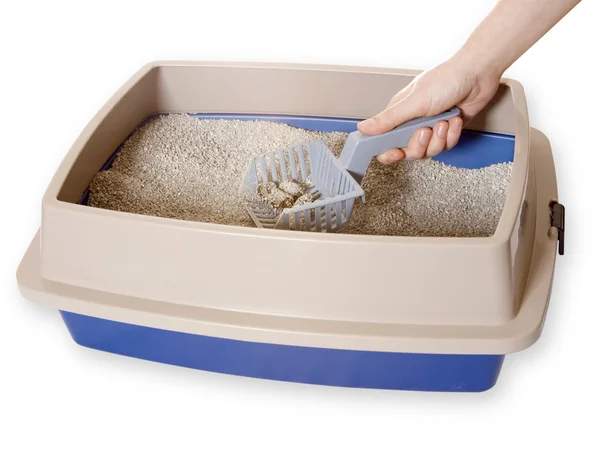 Cleaning Out Litter-box — Stock Photo, Image