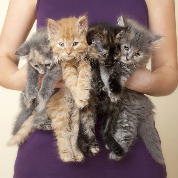 Четыре котенка удерживаются женщиной — стоковое фото