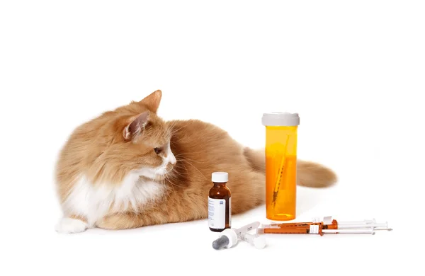 Katt tittar på medicinering Stockfoto