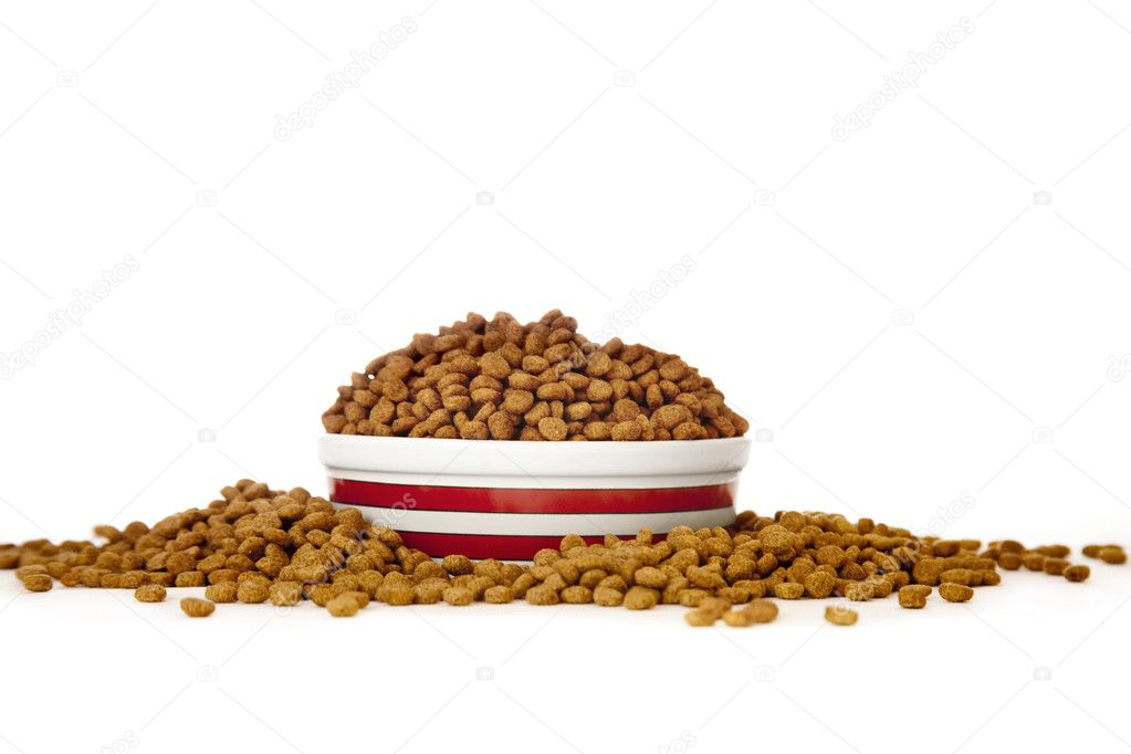 Cat Food in Bowl