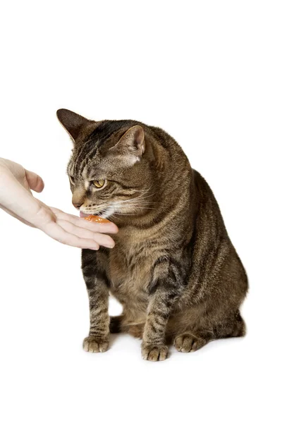 Kadın veren kedi tüy yumağı ilaç — Stok fotoğraf