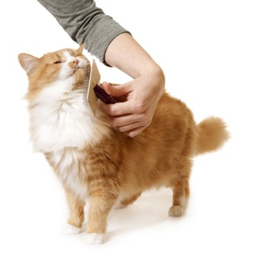 Long Haired Cat Being Brushed and Groomed clipart