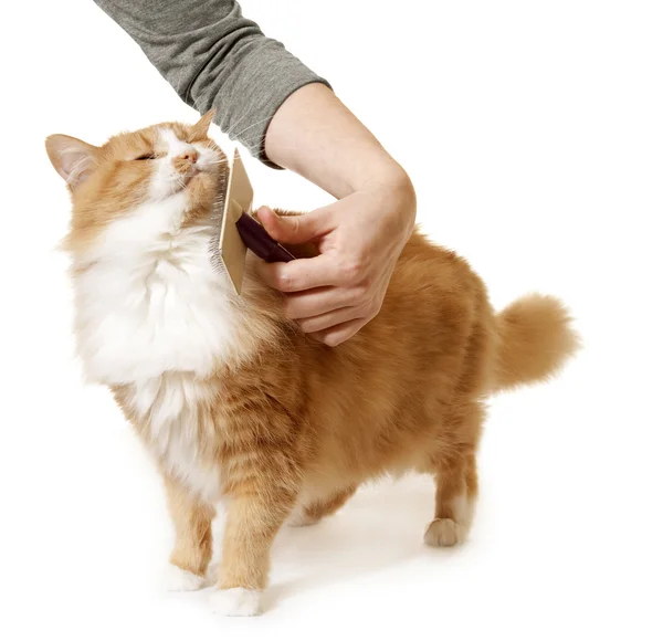 Langhaarige Katze wird gebürstet und gepflegt — Stockfoto