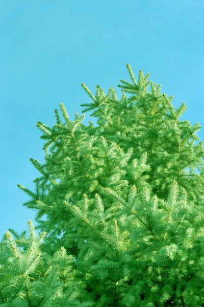 Solar pine — Stock Photo, Image