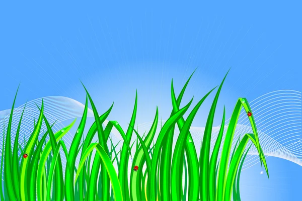 Grass Dewdrops Ladybirds Vector — Stock Vector