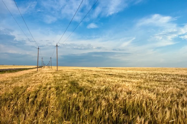 Field and powerlines — Stock Photo, Image