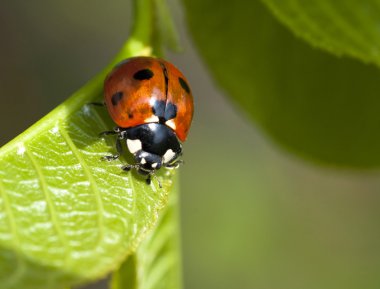 Ladybird on leaf clipart