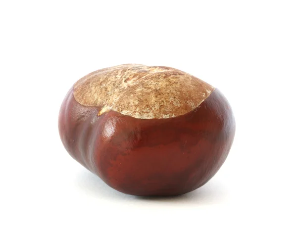 Chestnut on white background — Stock Photo, Image
