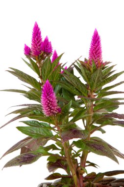 tatlı pembe celosia venezuela bitki