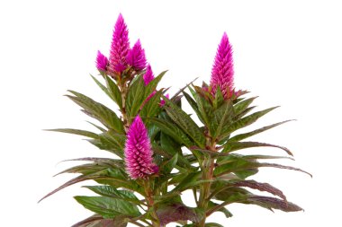 tatlı pembe celosia venezuela bitki