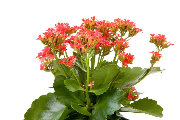 Rosa Kalanchoe Blütenpflanze — Stockfoto
