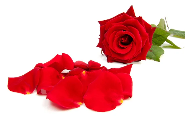 Κόκκινο τριαντάφυλλο και φύλλα — Φωτογραφία Αρχείου