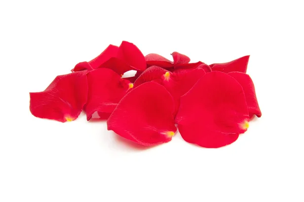 Rote Rosenblätter — Stockfoto