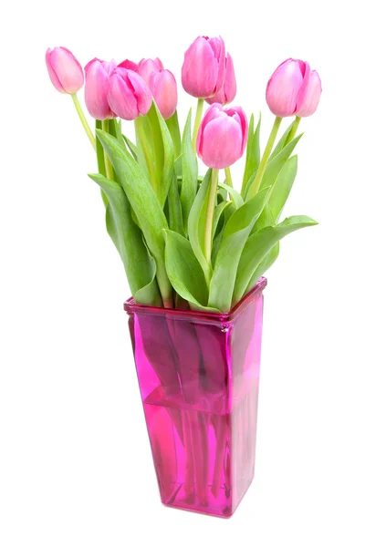 Dutch pink tulips — Stock Photo, Image