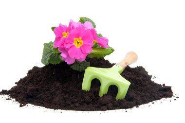 tatlı pembe celosia venezuela bitki