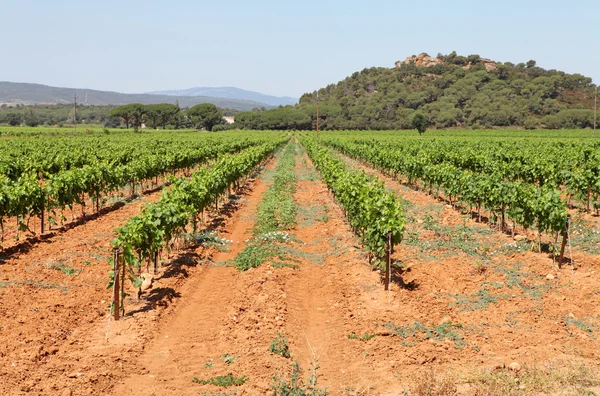 Vignoble dans le sud de la France — Photo