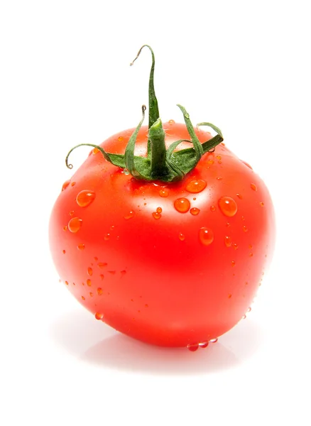 Jeden świeżych pomidorów z kropli wody — Zdjęcie stockowe