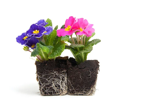 Purple primula flower in garden soil — Stock Photo, Image