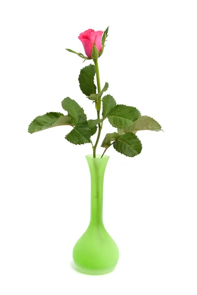 Rosa Celosia Venezuela planta en primer plano — Foto de Stock