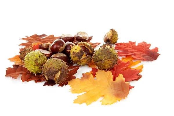 Cena de outono com folhas e castanhas — Fotografia de Stock