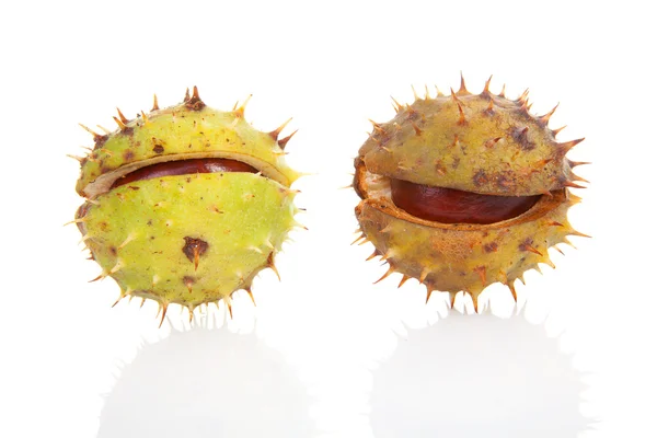 Two spiky chestmut — Stock Photo, Image