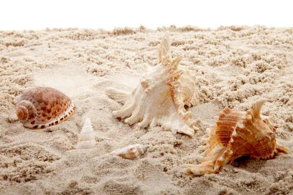 浜辺の貝 — ストック写真